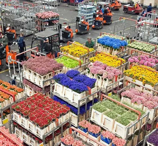 aalsmeer-flower-auction-amsterdam